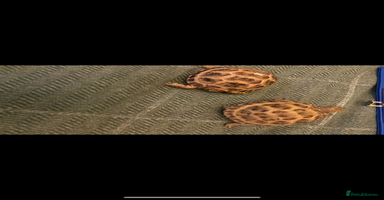 Tortoise reptiles - Advert 3