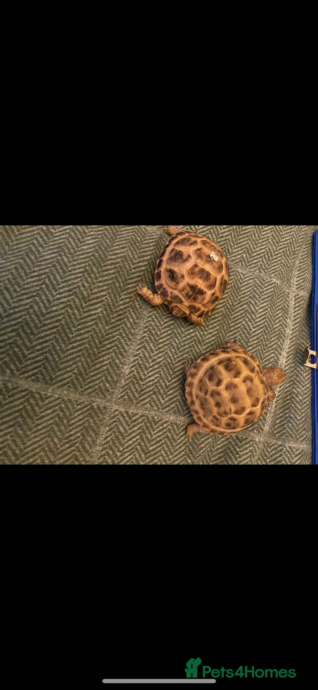 Tortoise reptiles for sale: 2 horsefield tortoises need rehoming!  - Image 2