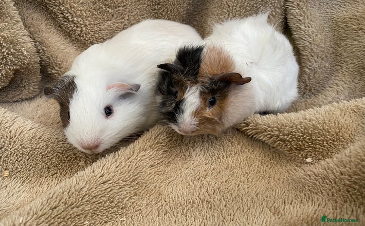 Guinea Pig rodents Gorgeous female guinea pigs  - Advert 19