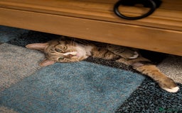 Mixed Breed cats for sale: Ripley - free to a good home - Image 1