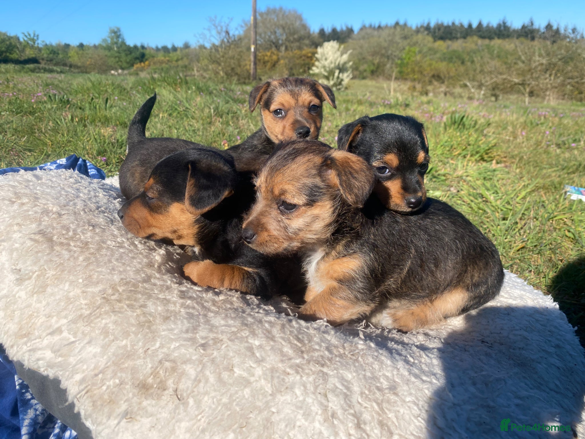Mixed Breed dogs Terrier mix x Jack russell - Advert 1