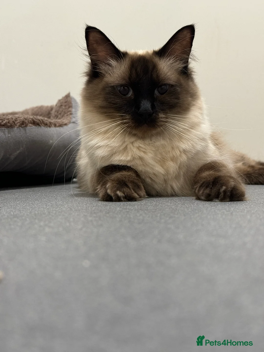 Ragdoll cats for sale: Ragdoll Chocolate point🐾🩷 - Advert 2