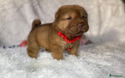 Shar Pei dogs for sale: ⭐️Quality Shar pei puppies for sale⭐️ - Image 7