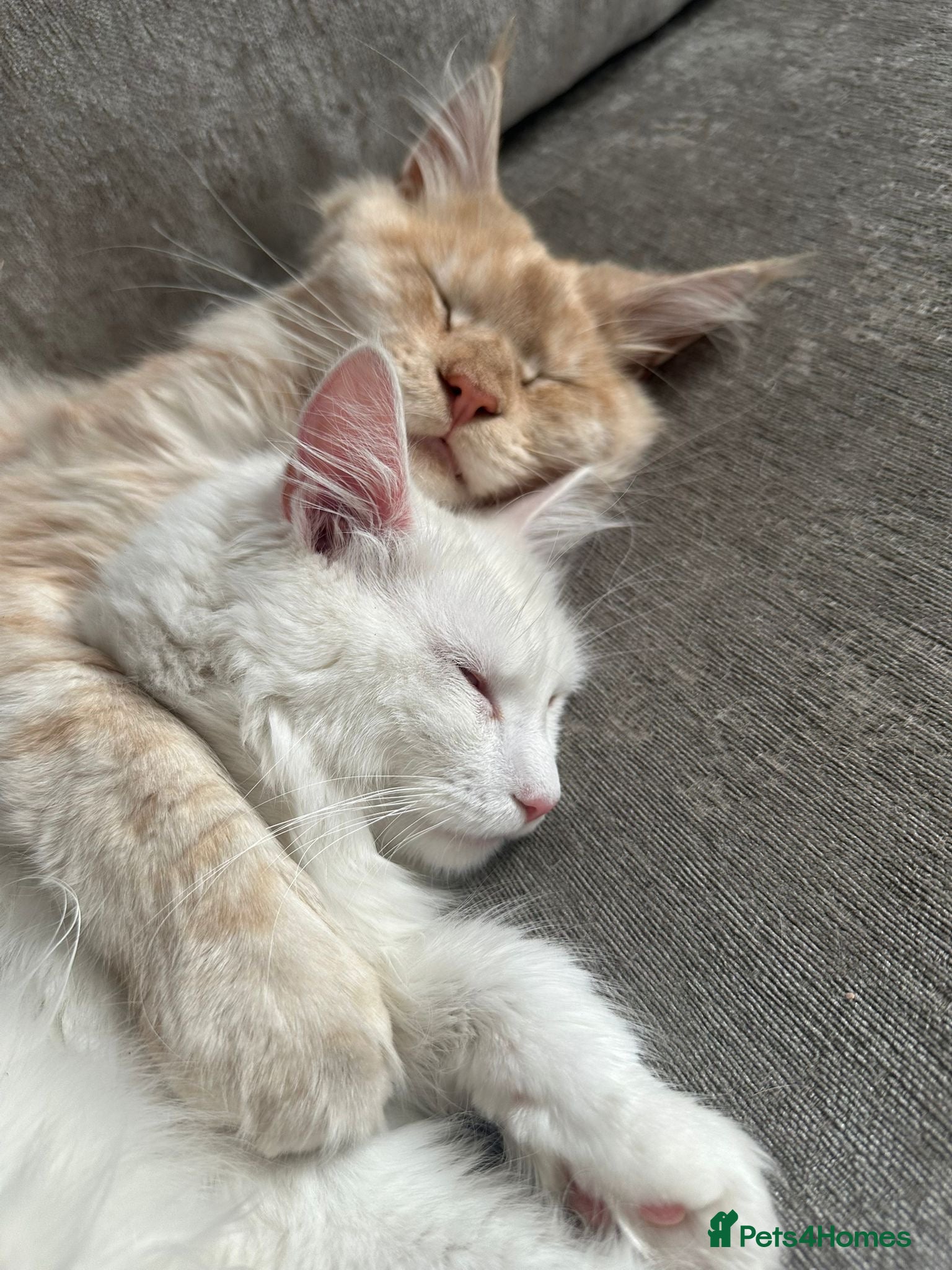 Maine Coon cats Maincoone kittens  - Advert 1