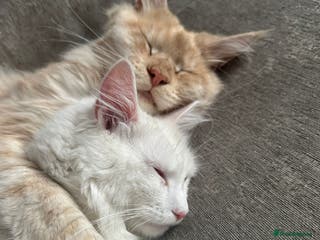 Maine Coon cats Maincoone kittens - Advert 13