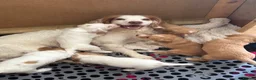 Sprocker dogs for sale: Gorgeous Sprocker Spaniel Puppies - Advert 7
