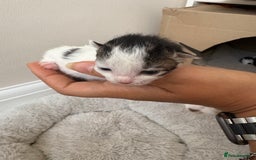 Mixed Breed cats for sale: Seven Tiny Adventures Waiting for Their Families - Advert 3