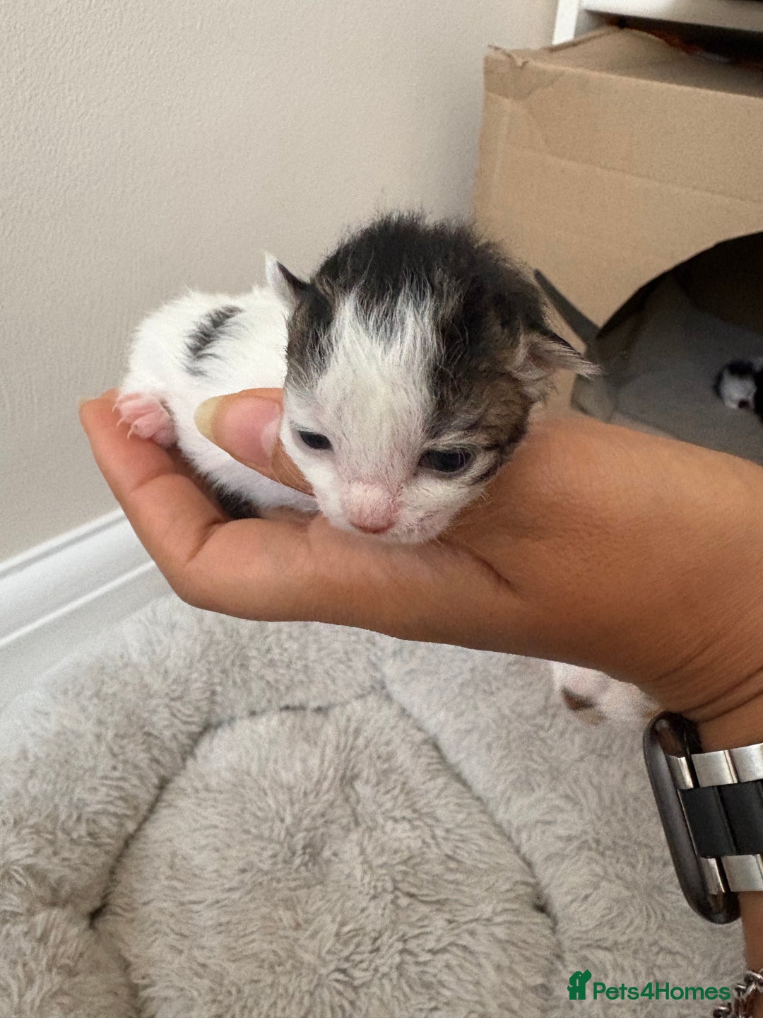 Mixed Breed cats for sale: Seven Tiny Adventures Waiting for Their Families - Advert 3