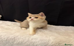 British Shorthair cats for sale: 💗 Gorgeous Full Pedigree BSH Trusted Breeder 💗 - Image 15