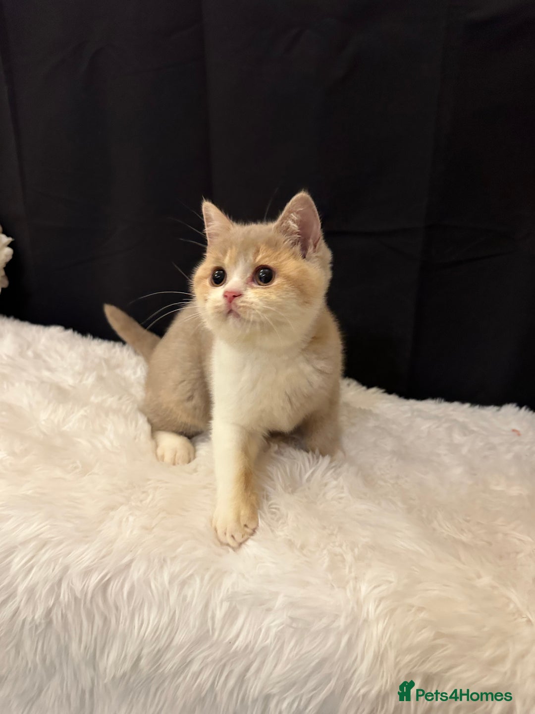 British Shorthair cats for sale: 💗 Gorgeous Full Pedigree BSH Trusted Breeder 💗 - Image 15