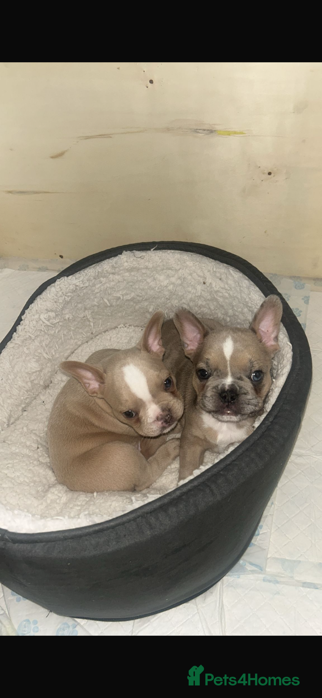 French Bulldog dogs for sale: French bulldog  - Image 6