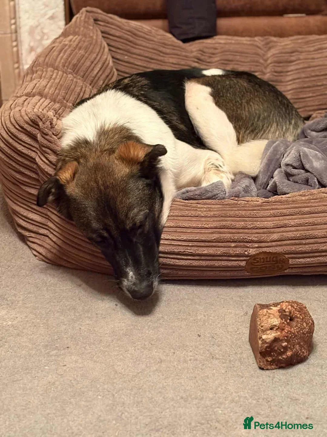 Mixed Breed dogs for adoption: ASTRO - Advert 5