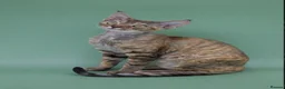 Devon Rex cats for sale: 2026 Devon Rex litters  - Advert 25