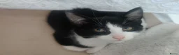 British Shorthair cats for sale: TUXEDO KITTENS *URGENT DM* - Advert 13