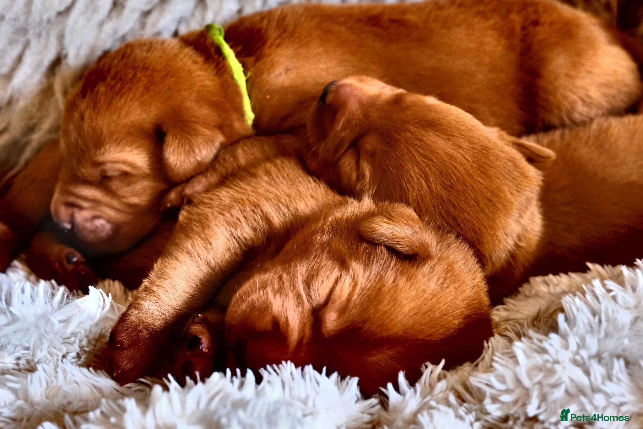 Labrador Retriever dogs Mahogany Red KC Labrador Puppies - Advert 2