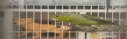 Parakeets birds for sale: Male Parrotlet - Advert 2