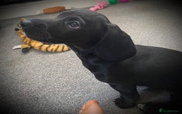 Mixed Breed dogs for sale: Black puppy with white strip on chest  - Image 6