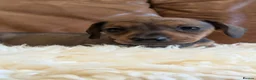 Miniature Dachshund dogs for sale: Beautiful Miniature Dachshund Puppies  - Advert 11
