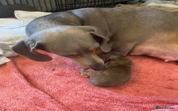 Dachshund dogs for sale: Beautiful mini dashound - Image 10