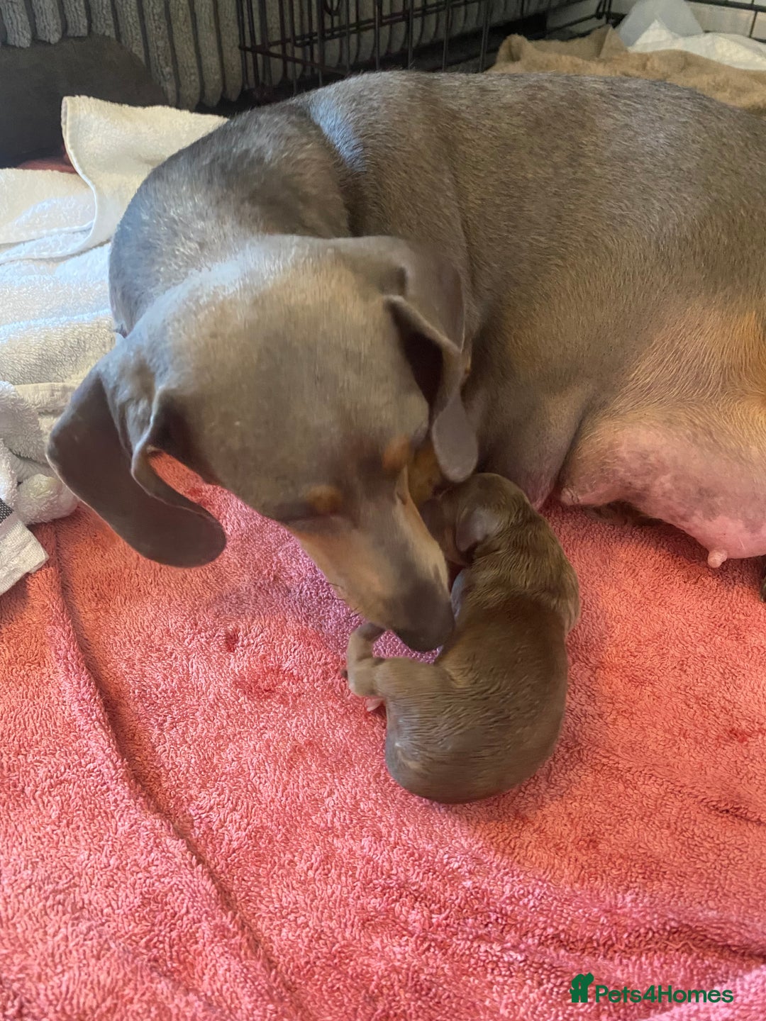 Dachshund dogs for sale: Beautiful mini dashound - Image 10