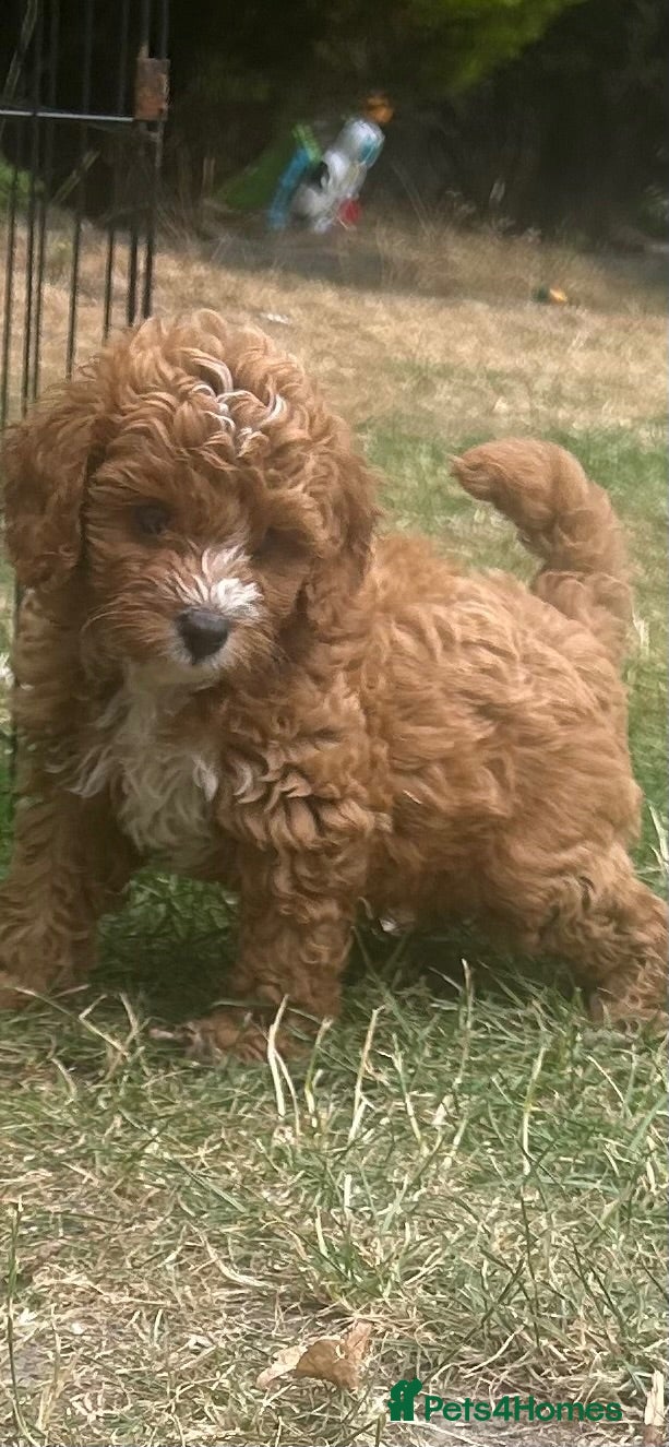 Cavapoo dogs cavapoo 1 boy left ready to leave now!!! - Advert 5
