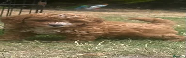 Cavapoo 1