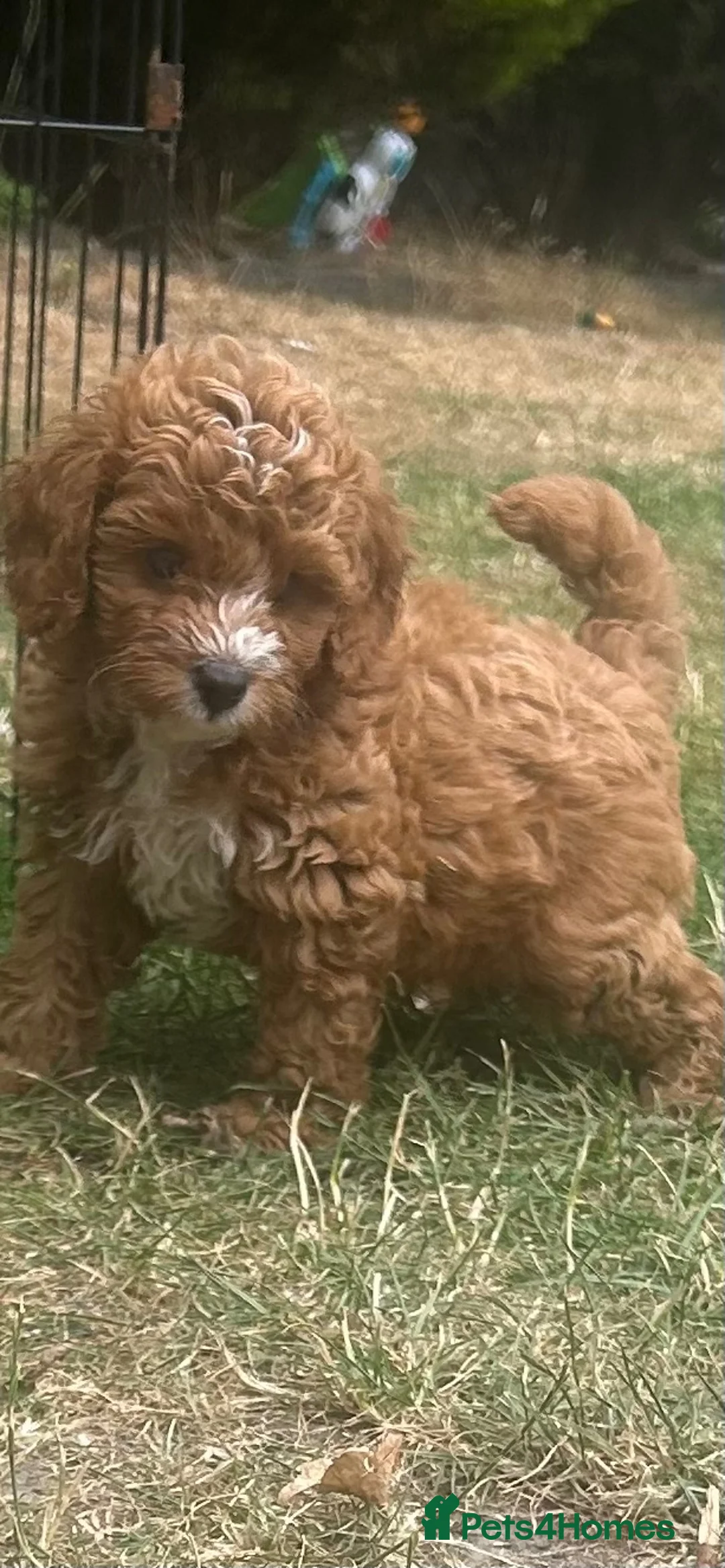 Cavapoo dogs for sale: cavapoo 1 boy left ready to leave now!!! - Advert 1