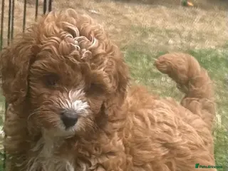 Cavapoo dogs cavapoo 1 boy left ready to leave now!!! - Advert 5