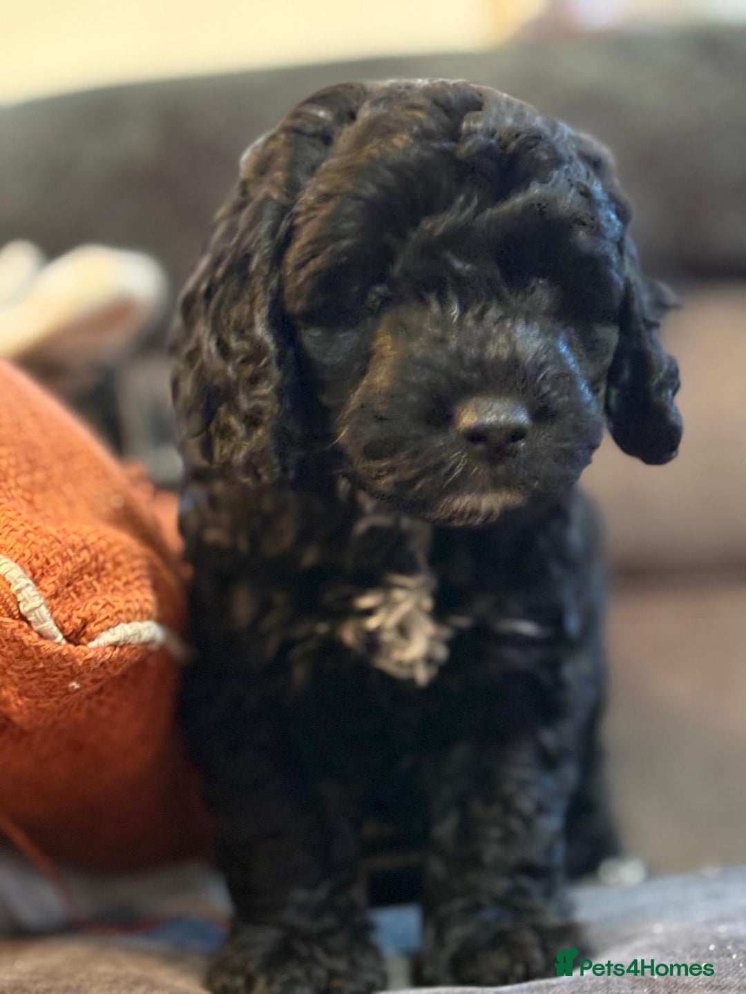 Mixed Breed dogs for sale: Cockapoo x Maltipoo  - Image 4