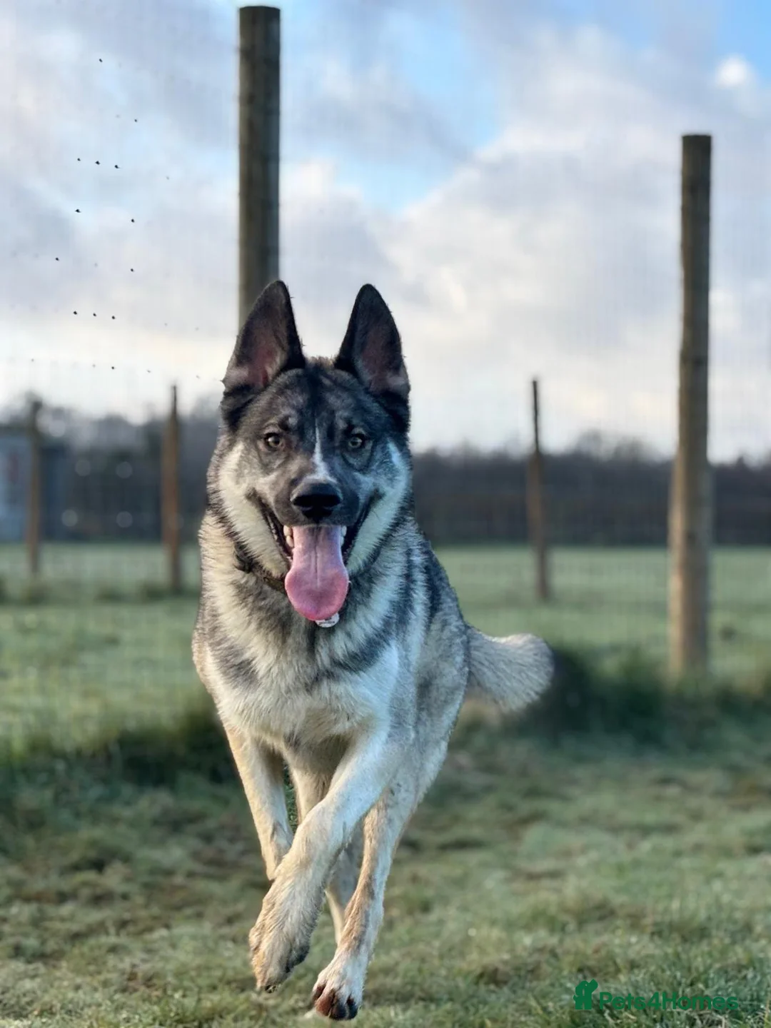 Mixed Breed dogs for sale: Snoop looking for a loving home - Advert 2