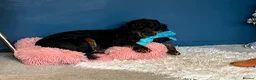 Cocker Spaniel dogs for sale: Show bred cocker spaniel - FOREVER HOME ONLY!  in Leeds - Advert 19