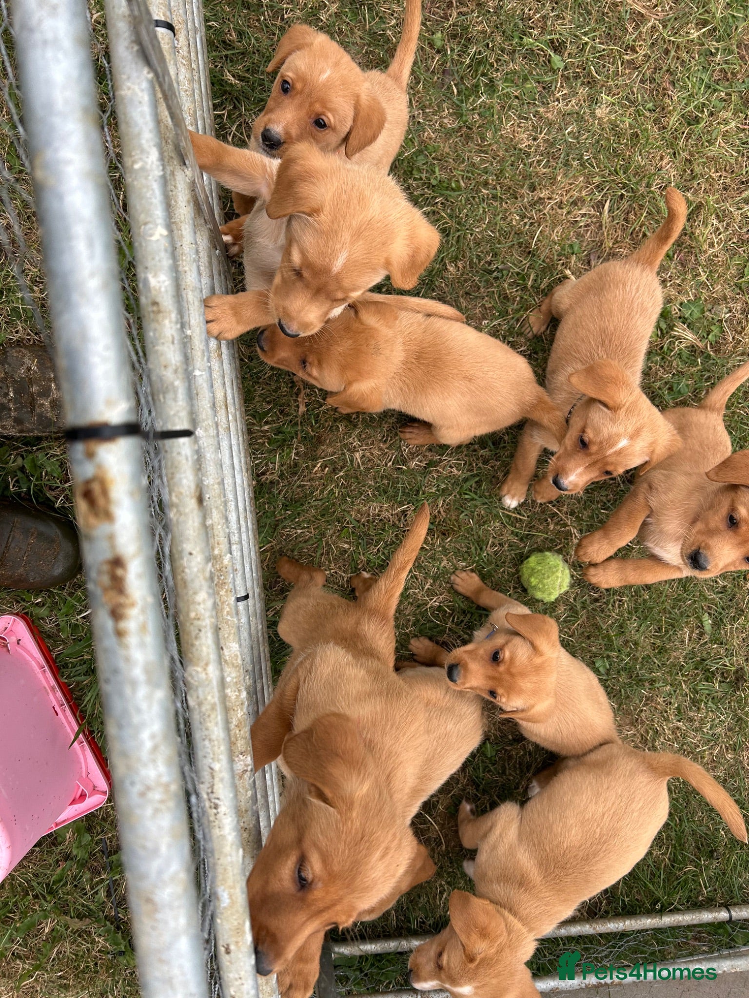 Labrador Retriever dogs Fox Red Labradors KC REG - Advert 1