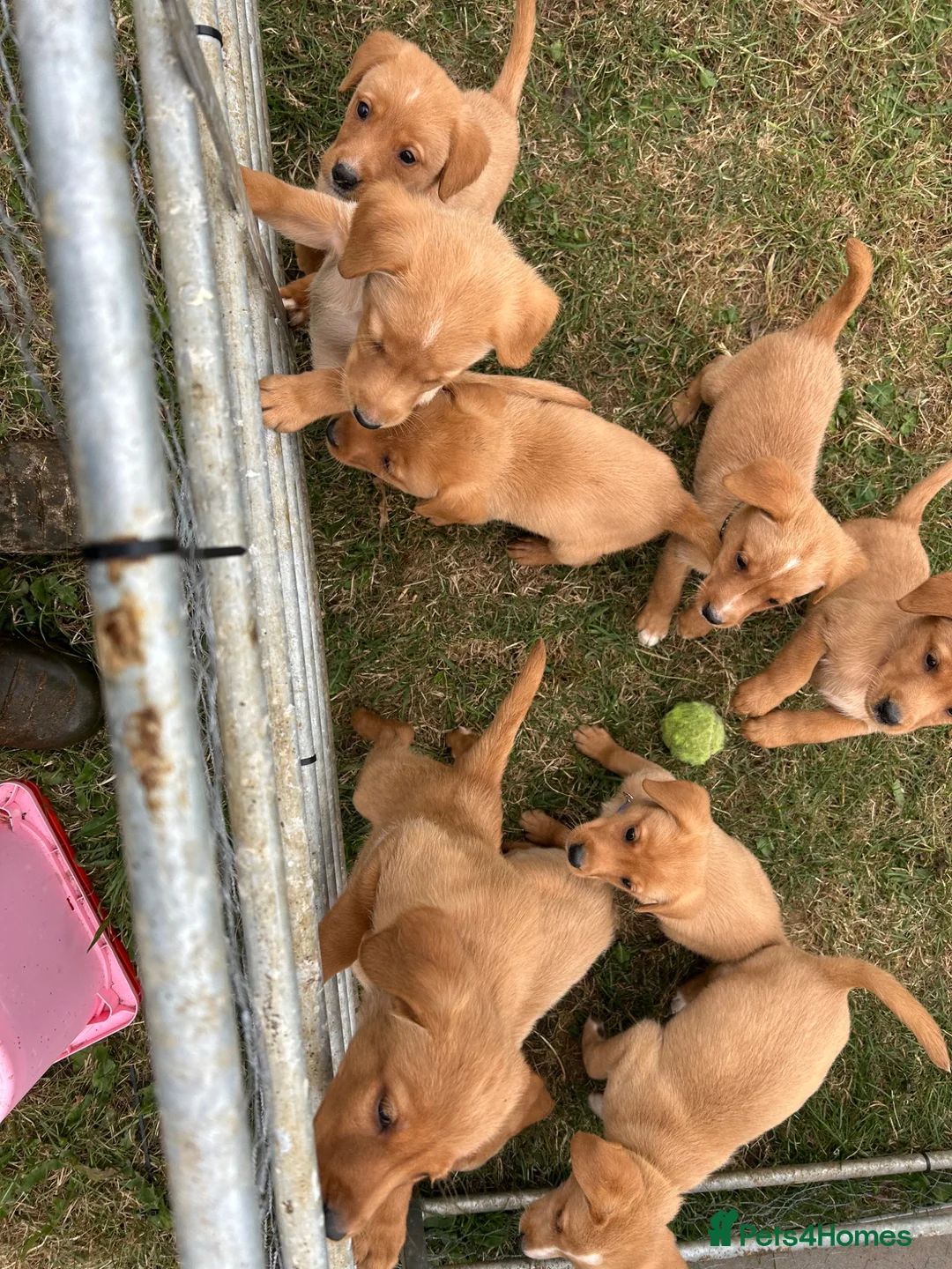 Labrador Retriever dogs for sale: Fox Red Labradors KC REG in Northallerton - Advert 1