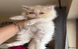 Persian cats for sale: GCCF registered Persian boy! (Colourpoint carrier) - Image 7