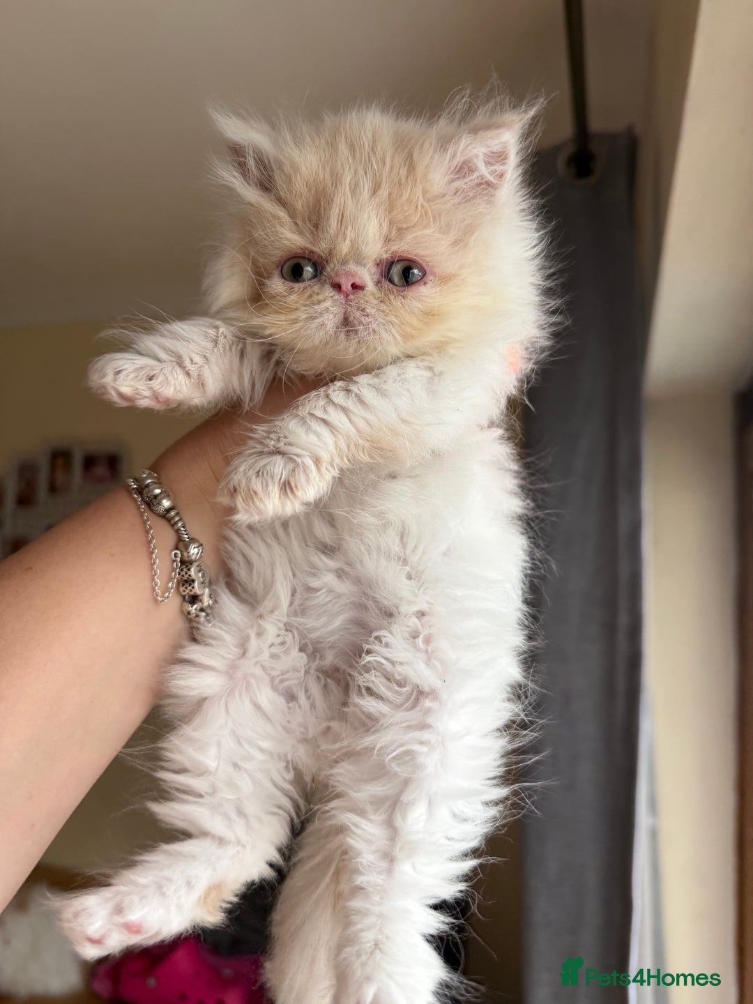 Persian cats for sale: GCCF registered Persian boy! (Colourpoint carrier) - Image 7