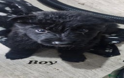 German Shepherd dogs for sale: KC registered German Shepherd puppies  - Image 2
