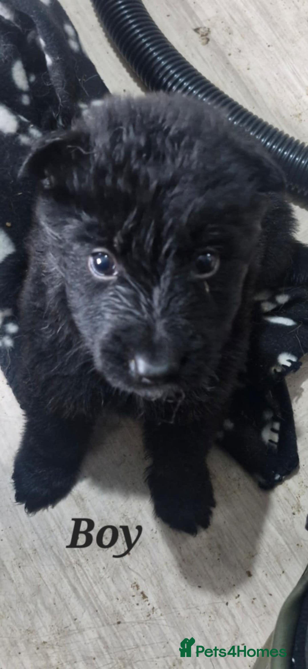 German Shepherd dogs for sale: KC registered German Shepherd puppies  - Image 2