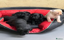 Labrador Retriever dogs for sale: Black labrador puppys - Advert 3