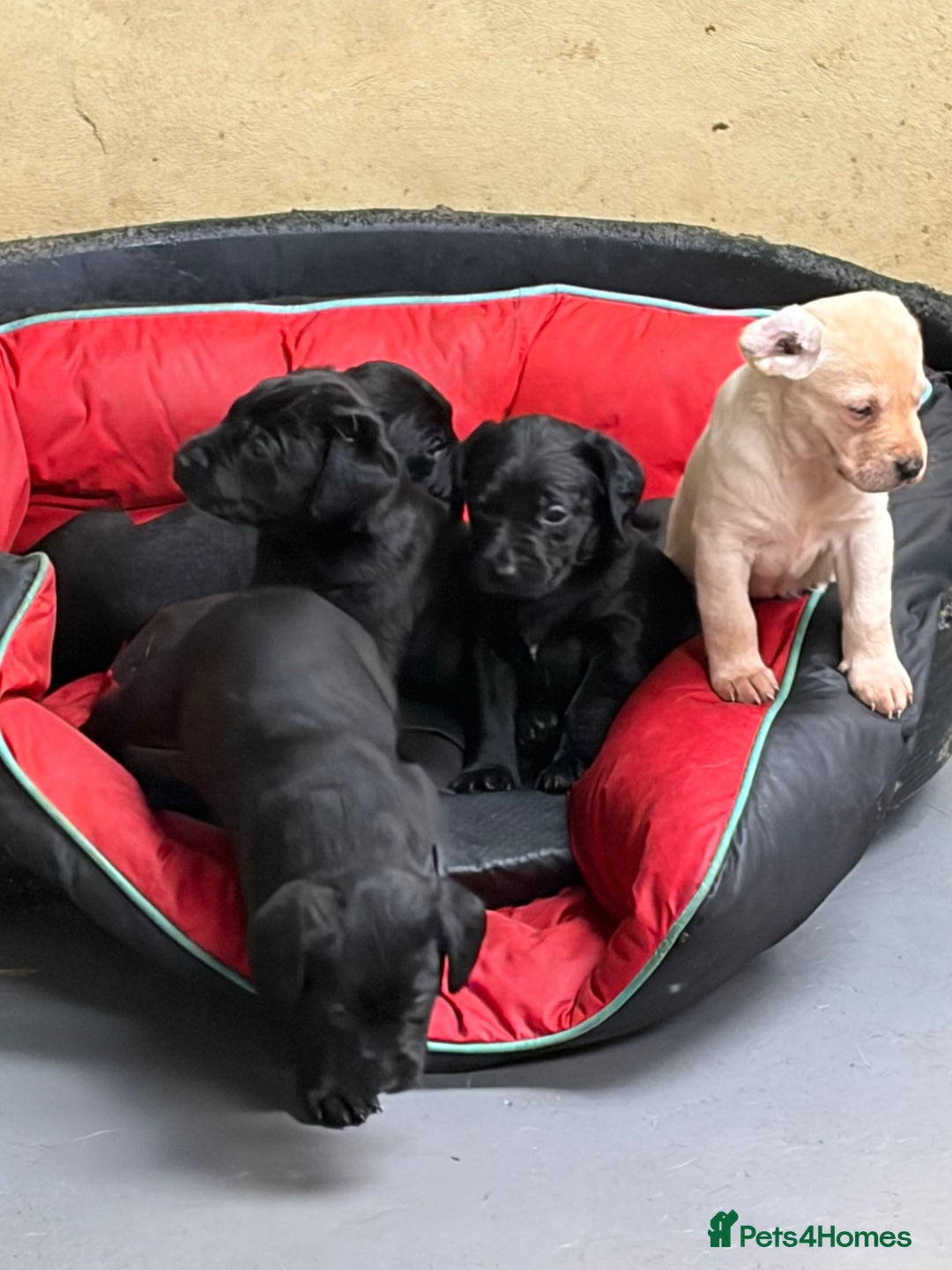 Labrador Retriever dogs for sale: Black labrador puppys - Advert 3