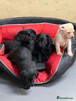 Labrador Retriever dogs Black labrador puppys - Advert 1