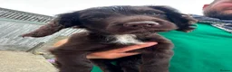 Cocker Spaniel dogs for sale: Cocker spaniel pups - READY NOW  in Whitby - Advert 15
