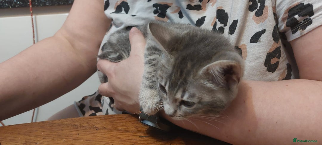 Bengal cats for sale: Last stunning Blue pure bengal kitten available! - Advert 18