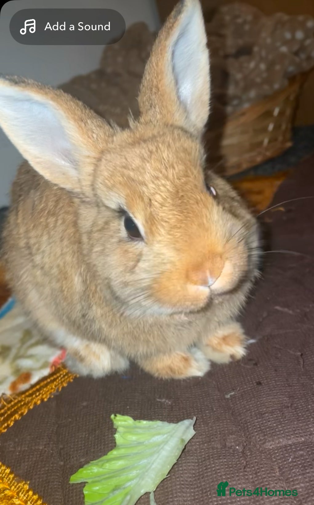Dwarf Lop rabbits Dwarf female rabbit  - Advert 5