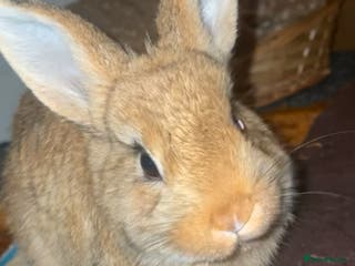 Dwarf Lop rabbits Dwarf female rabbit - Advert 15