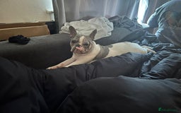 French Bulldog dogs for sale: Loving frenchie  - Advert 6