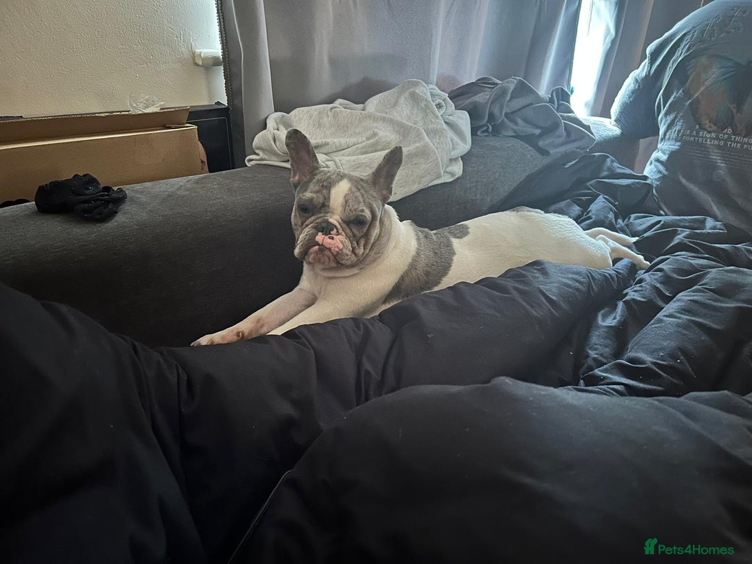 French Bulldog dogs for sale: Loving frenchie  - Advert 6