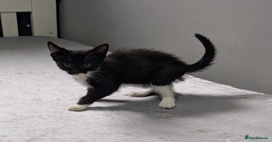 Mixed Breed cats - Advert 12