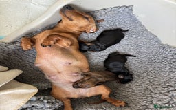 Miniature Dachshund dogs for sale:  ADORABLE MINIATURE DACHSHUND PUPPIES - Image 6