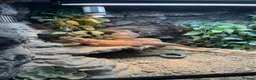 Bearded Dragon reptiles for sale: bearded dragon with all accessories  - Advert 4
