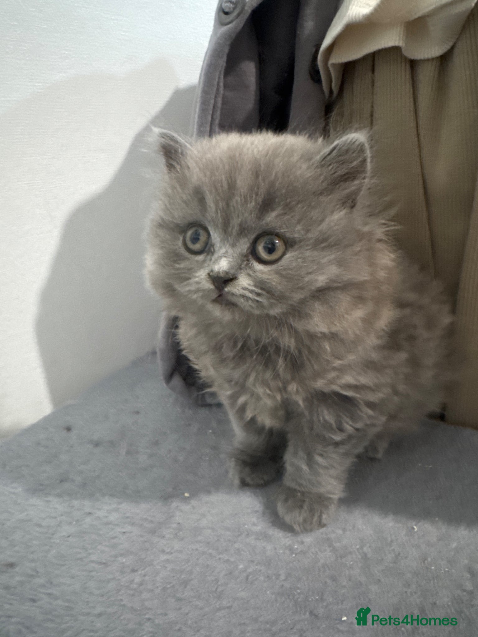 British Longhair cats British blue girl longhair  - Advert 1